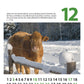 Kuhlender 2023 - Kuh Kalender Monatskalender Din A5 hochkant ** Restbestände Preissenkung